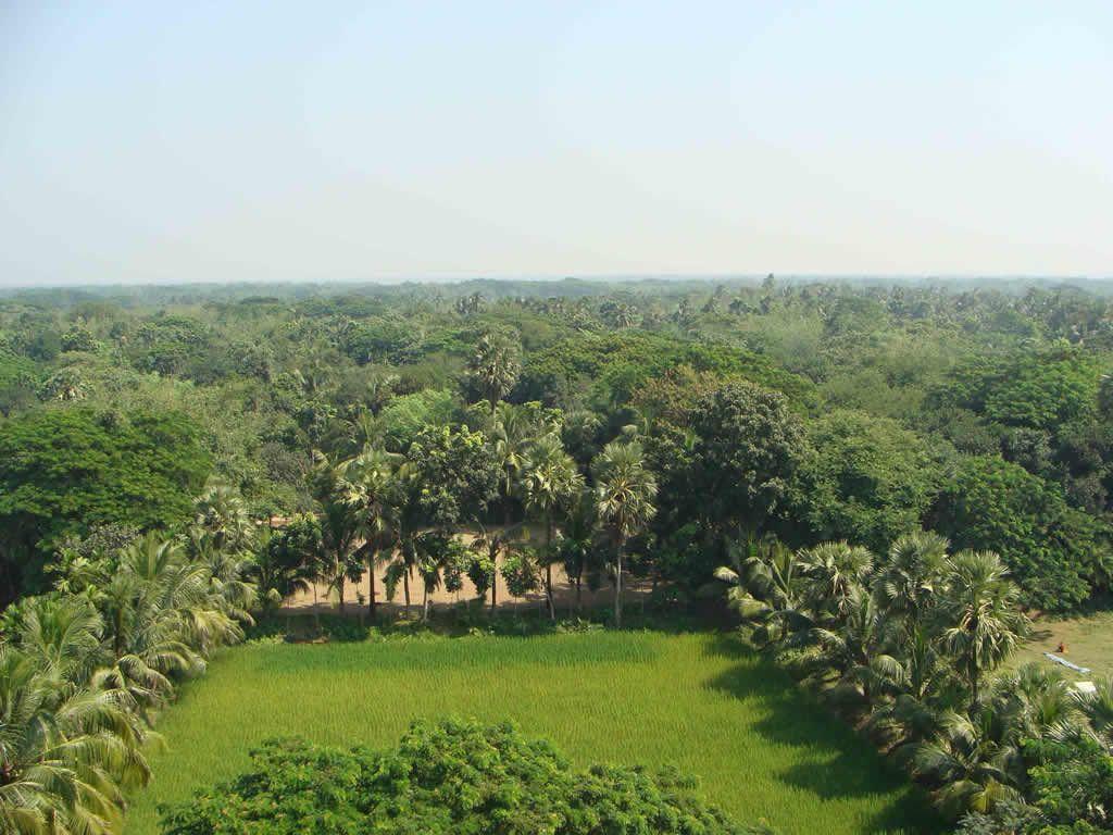 Bangladesh trees