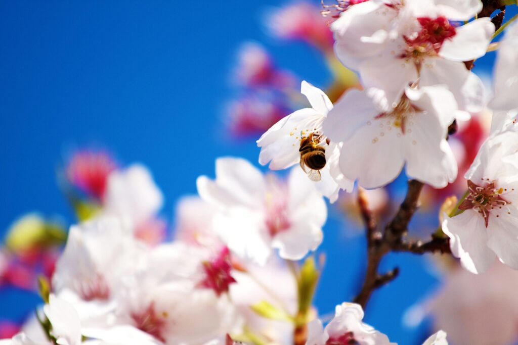 Spring Scenes Wallpapers Group