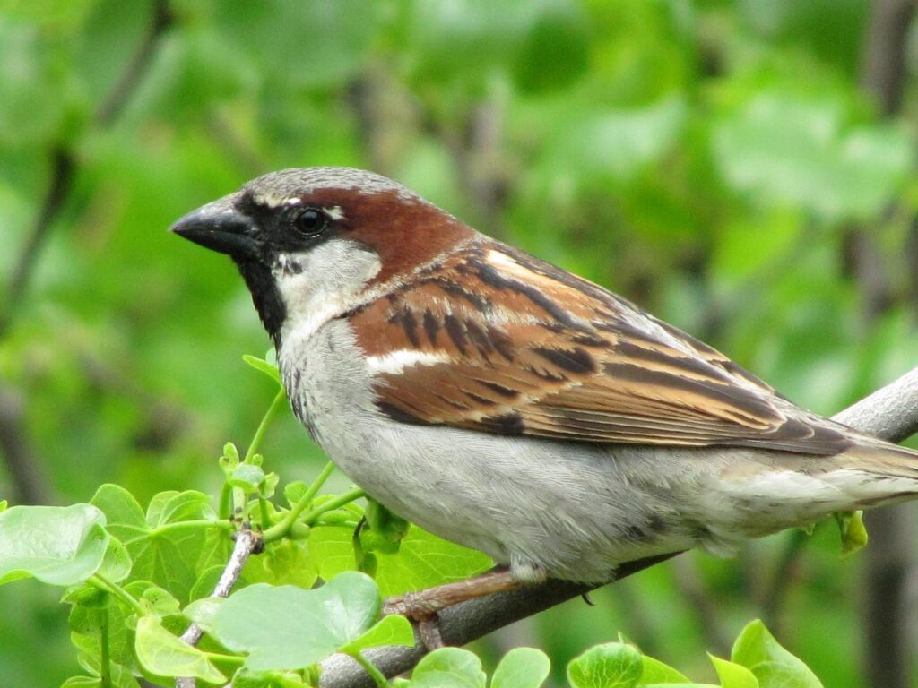 Sparrow Sitting in Tree Wallpapers