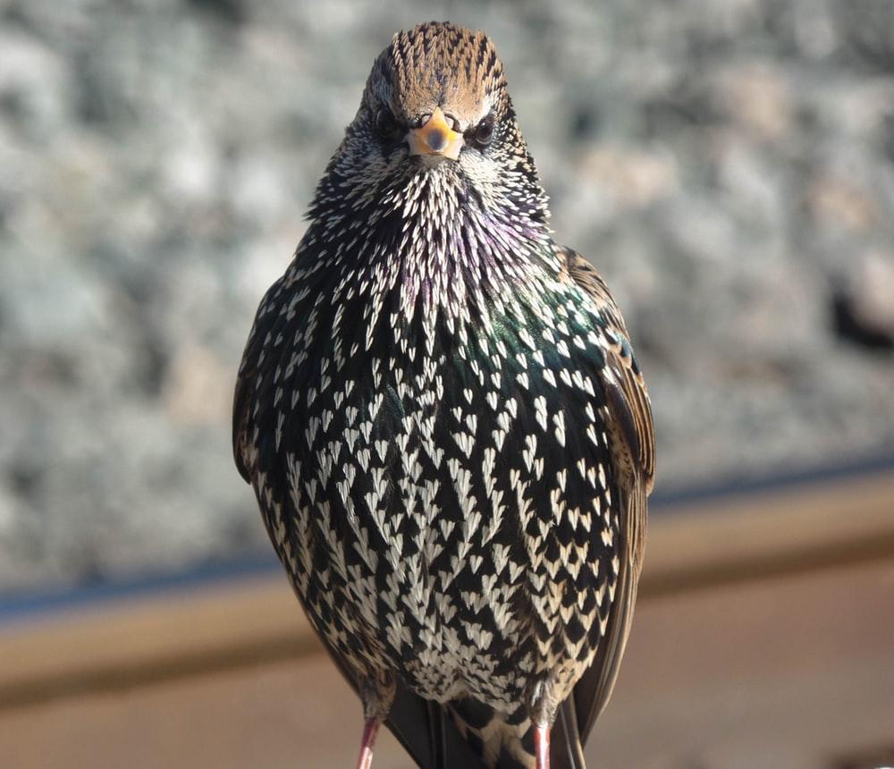 Starling Pictures