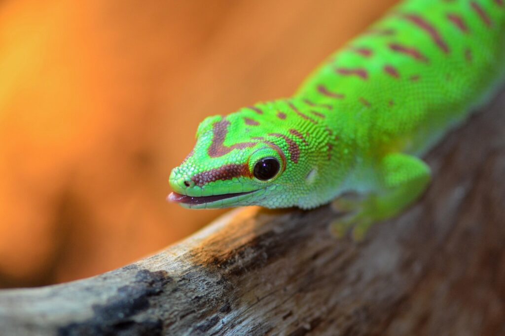 Green reptile on gray log closeup photo, gecko 2K wallpapers