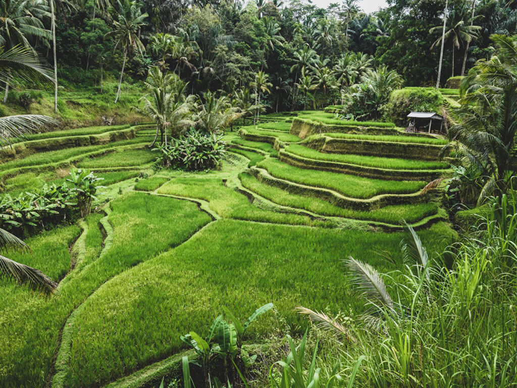 Wallpapers Indonesia Ubud Bali Nature Fields Tropics