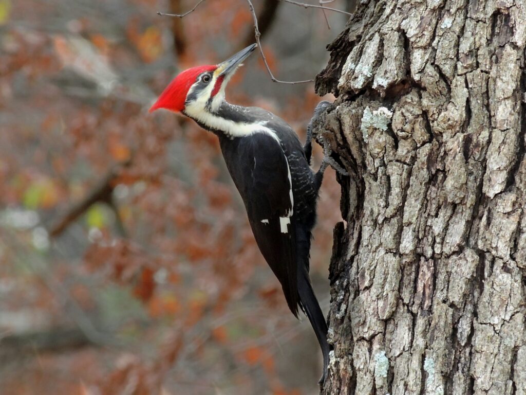 Woodpecker Bird Photos 2K Wallpapers – Animals And Birds