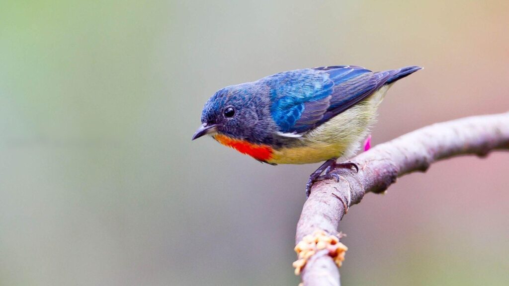 Western bluebird wallpapers