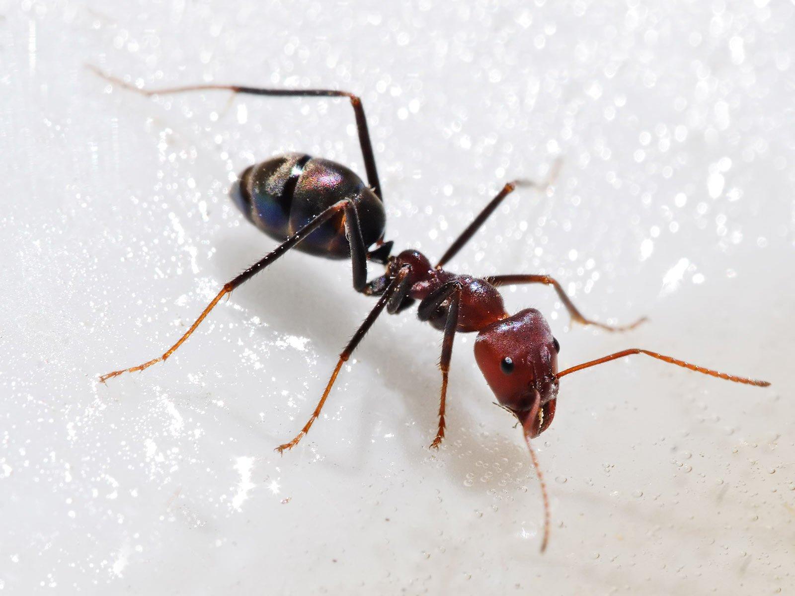 Ant Wallpapers and Backgrounds Wallpaper