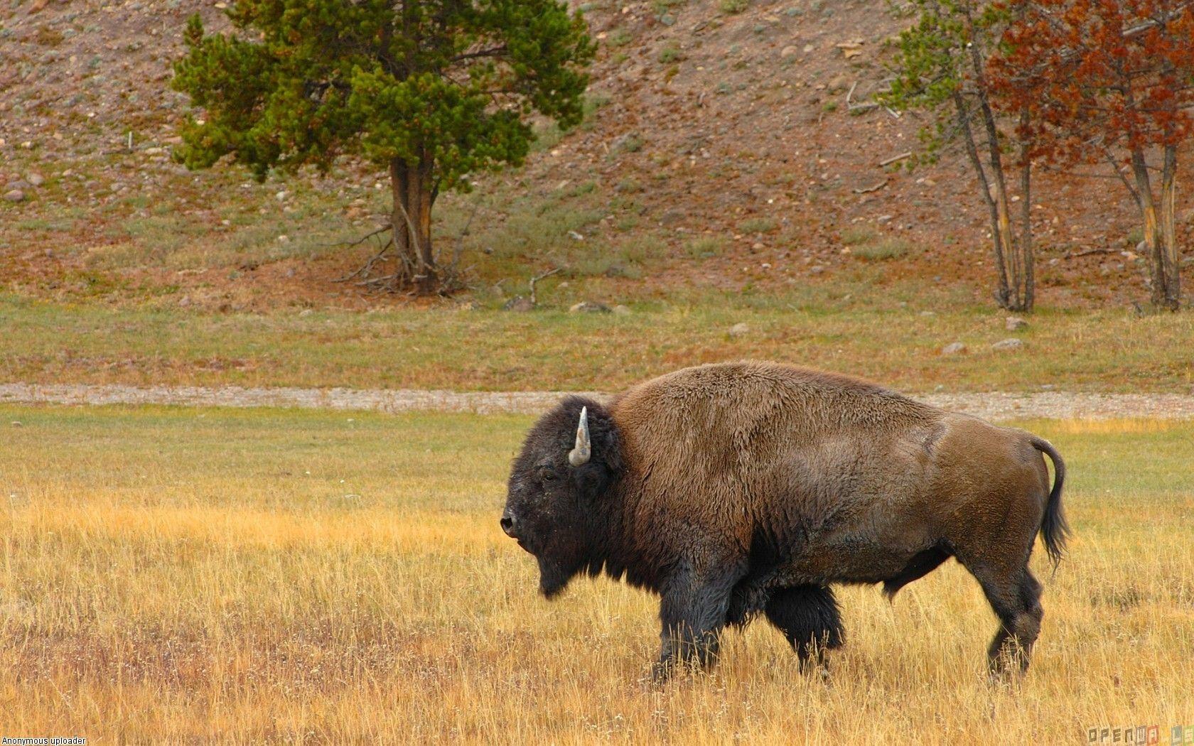 American buffalo pictures
