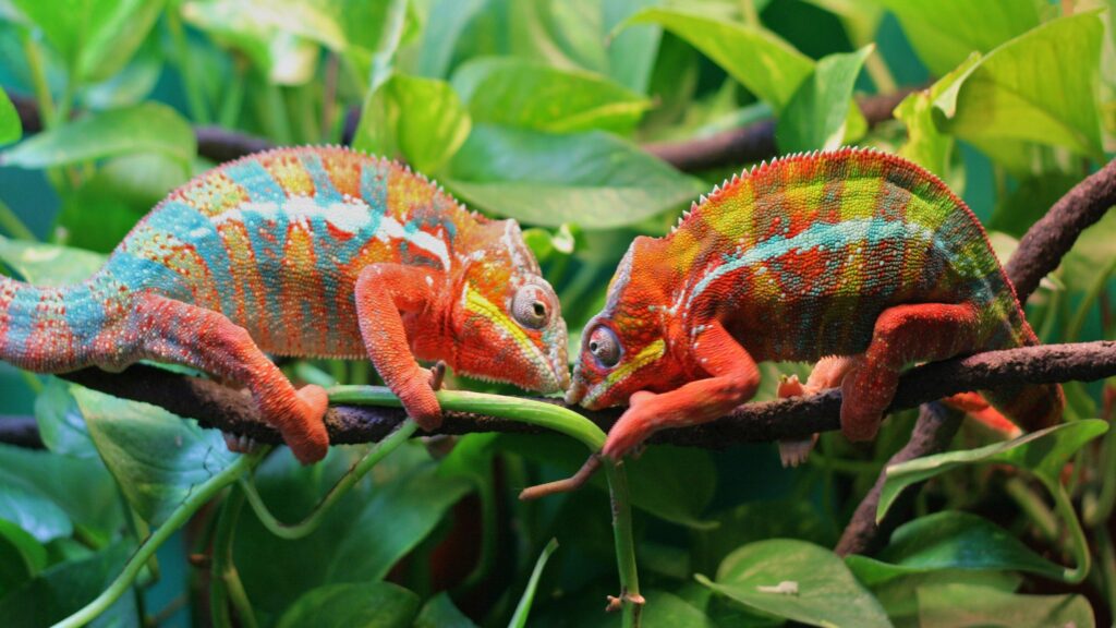 Two Chameleons On A Tree K UltraHD Wallpapers