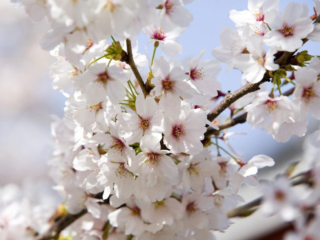 Cherry Blossoms Wallpapers Flowers Nature Wallpapers in K format