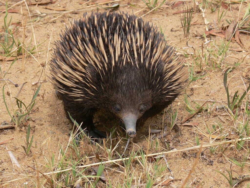 Echidna Wallpapers and backgrounds