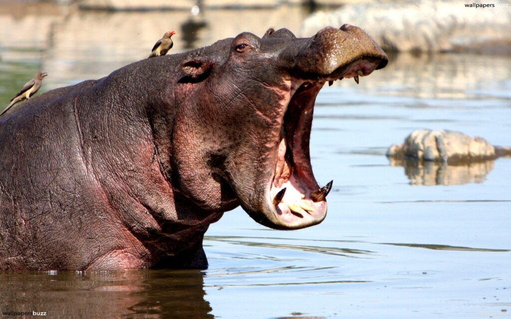 Yawning hippo 2K Wallpapers