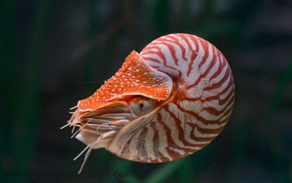 What is a coral ? Wallpapers Nautilus pompilius