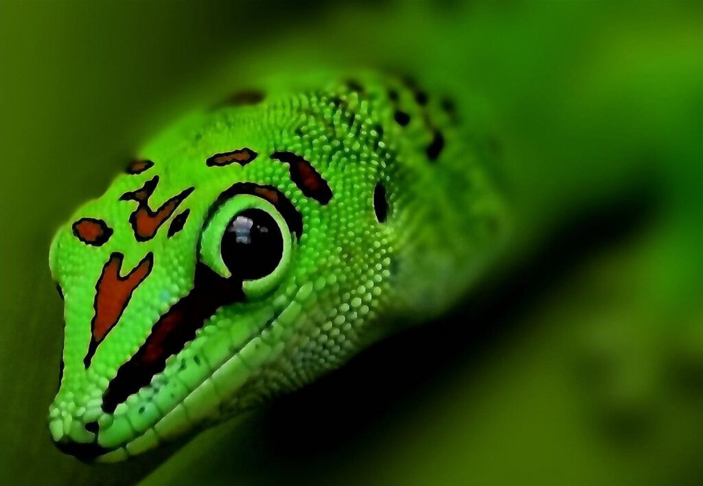 Selective focus of green leopard, gecko 2K wallpapers