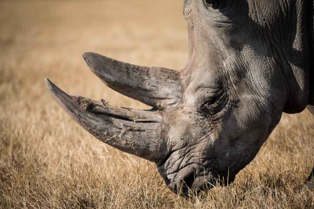 Shallow focus photography of black rhino 2K wallpapers