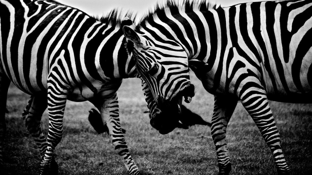 Animals – Zebras Covers, Wallpapers and Backgrounds on MobDecor