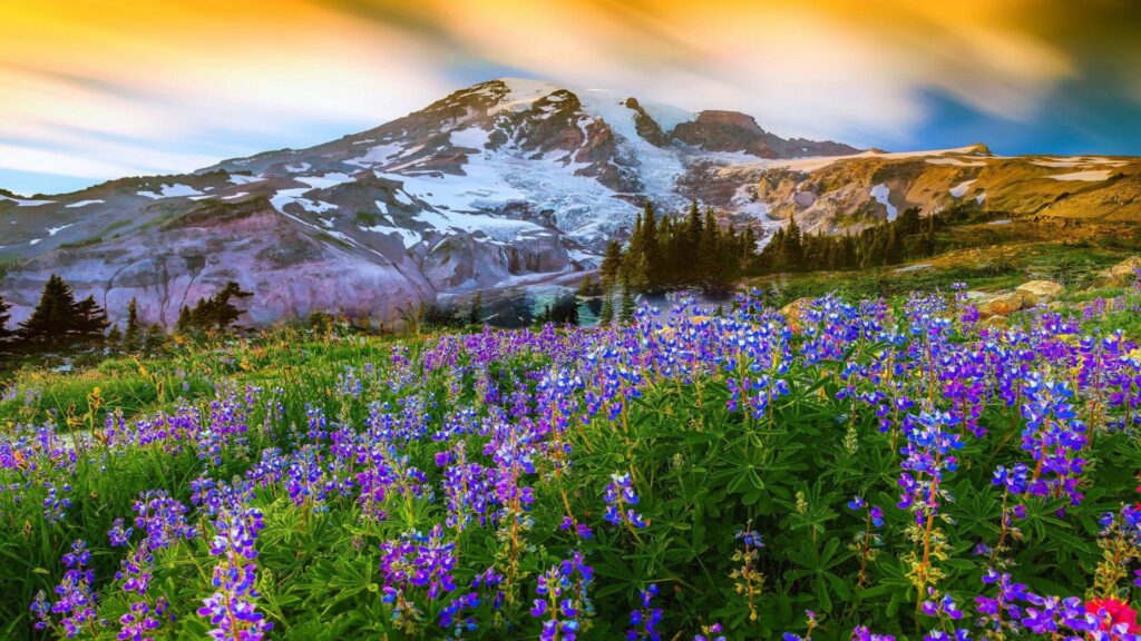 Beautiful Spring Landscape Nature Flowers Mountain Snow Mountain