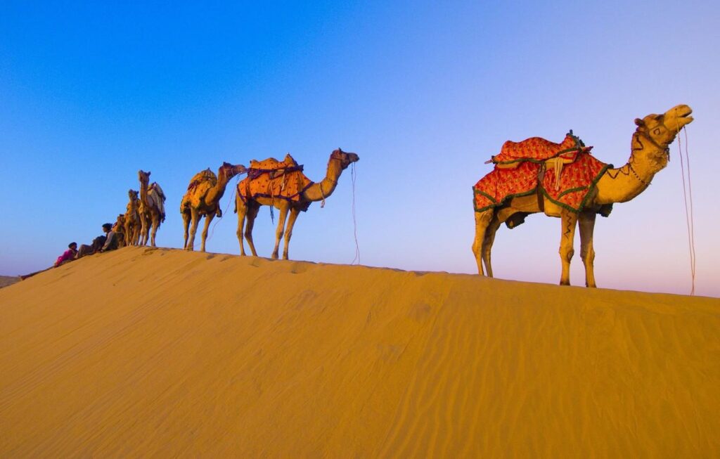 Wallpapers desert, camels, caravan Wallpaper for desktop