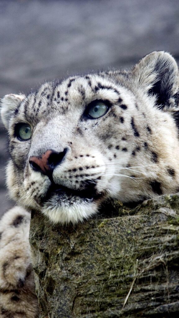 Snow Leopard iPhone S Plus Wallpapers