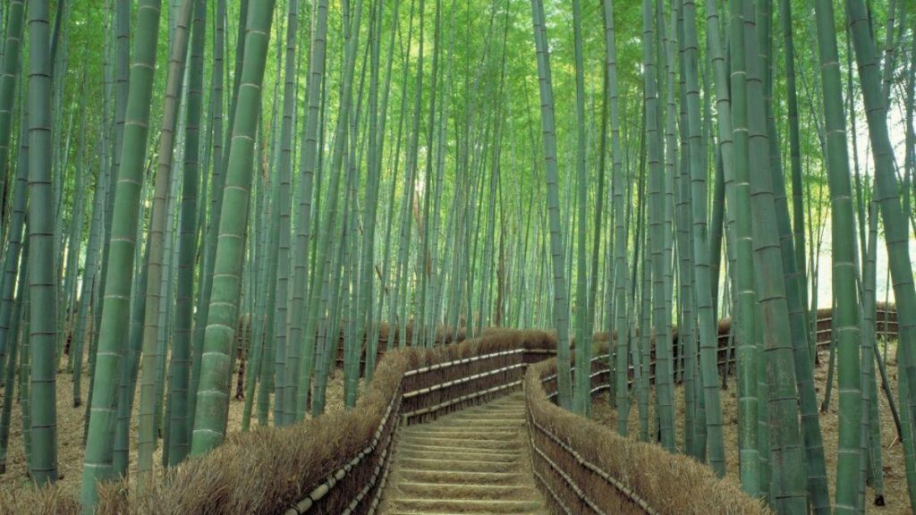 Sagano Bamboo Forest in Kyoto One of world’s prettiest groves