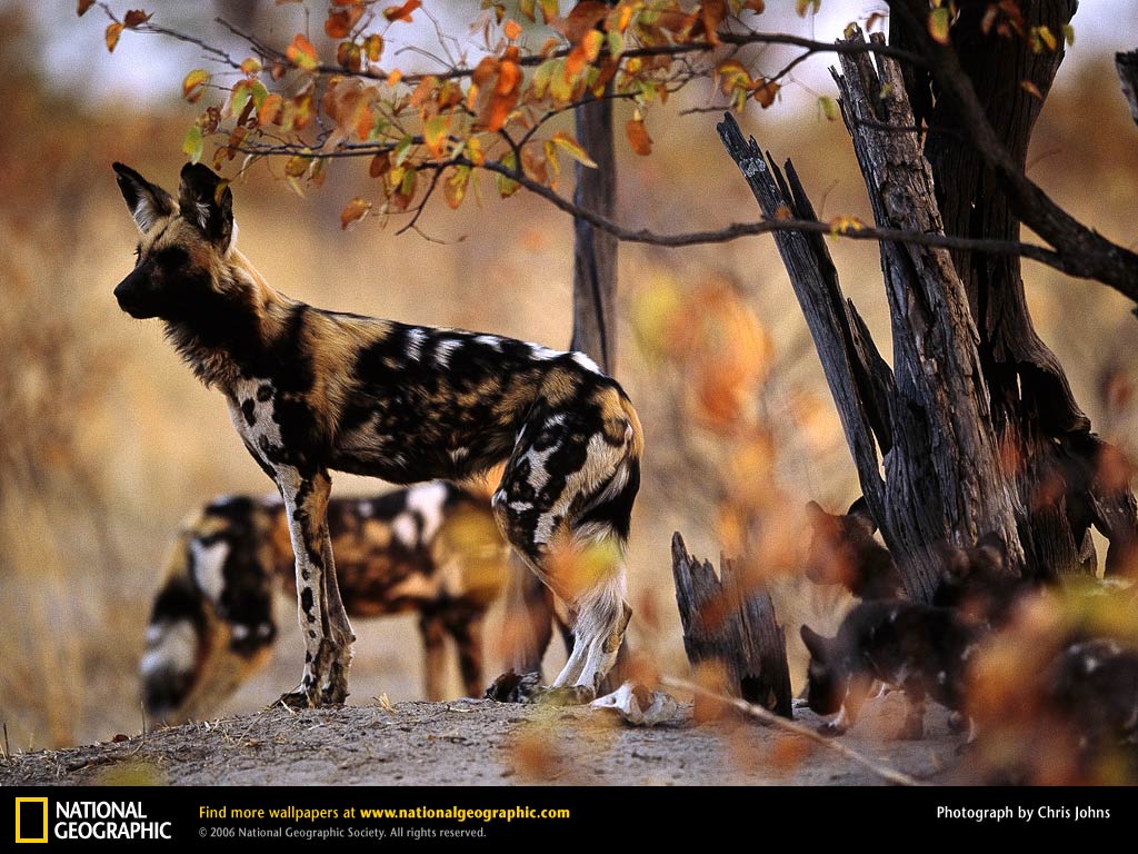 African Wild Dog Picture, African Wild Dog Desk 4K Wallpaper, Free