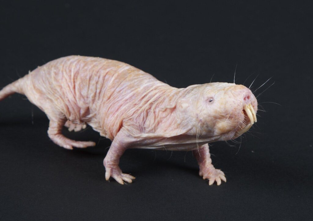Naked Mole Rat Wallpapers and Backgrounds Wallpaper