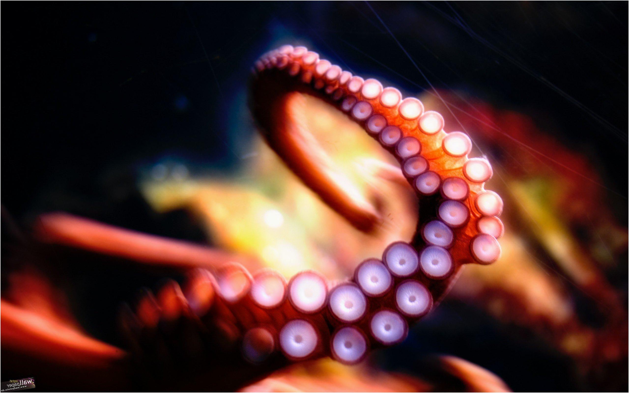 Octopus Wallpapers Awesome Octopus 2K Creative k Wallpapers