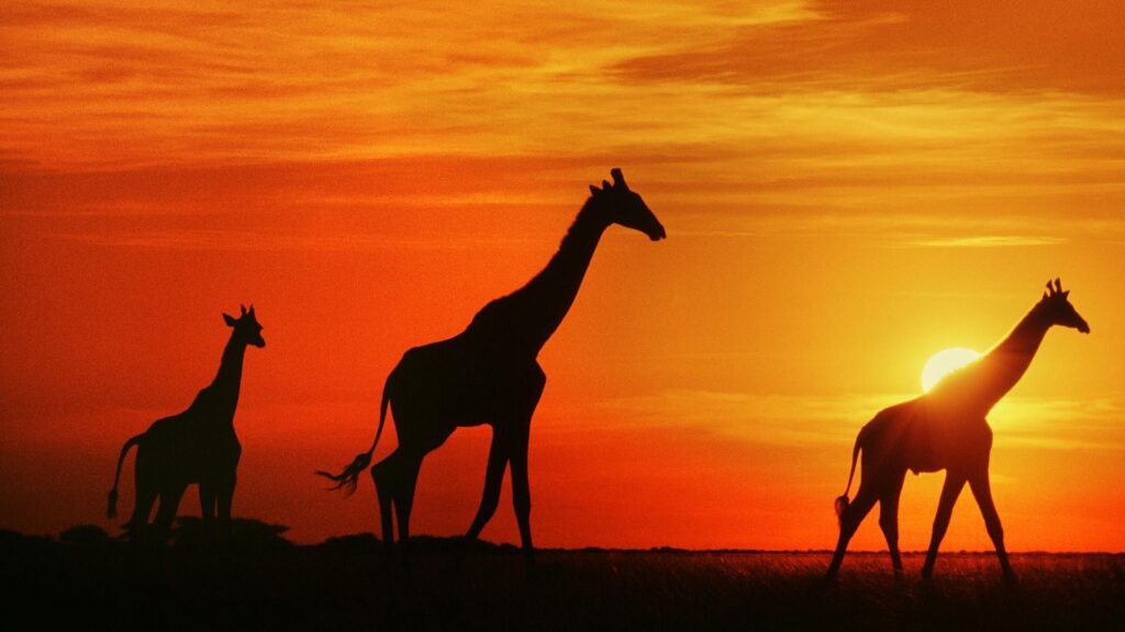 Wallpapers Giraffes At Sunset, Botswana 2K Widescreen High