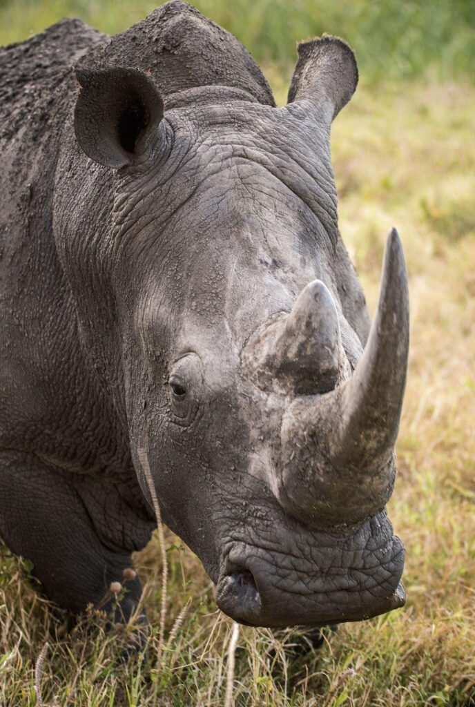 Rhino Pictures HD