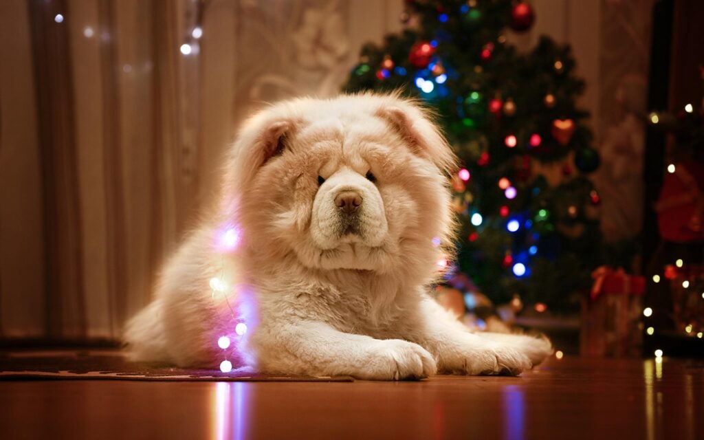 Wallpaper Chow Chow Dogs Christmas White Animals