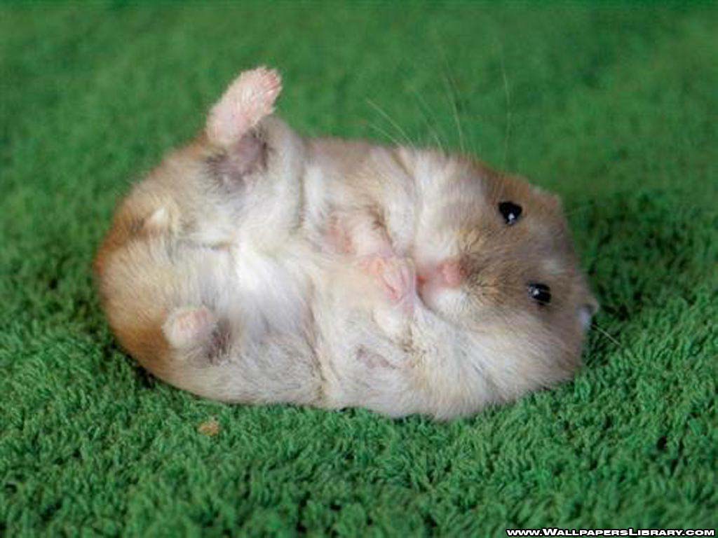 Funny hamster wallpapers | funny backgrounds