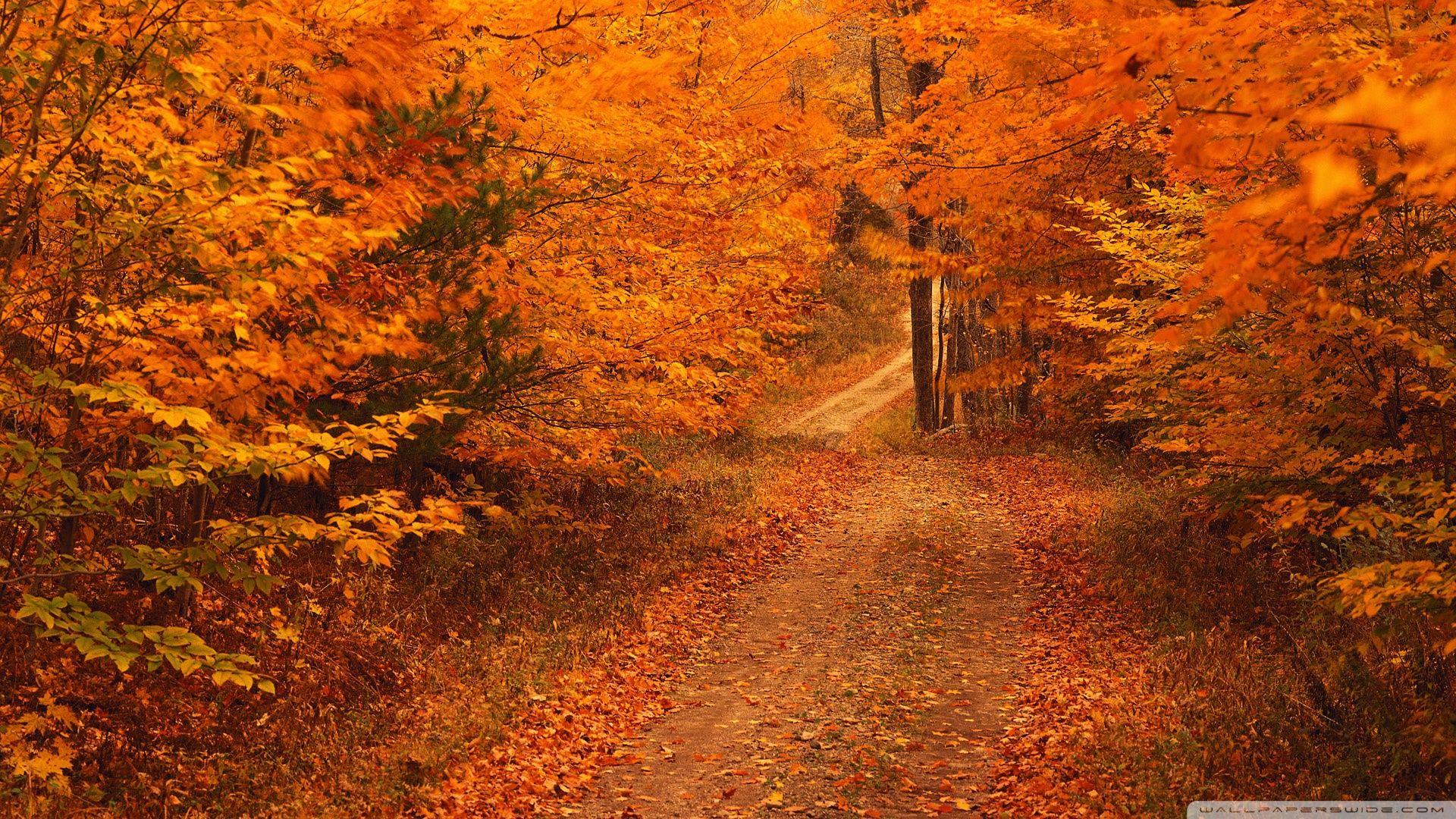 Road Less Travelled In Autumn Connecticut ❤ K 2K Desk 4K Wallpapers