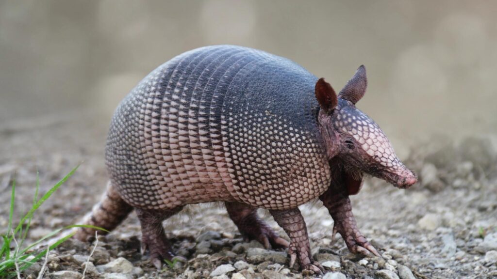 Armadillo Wallpaper Backgrounds