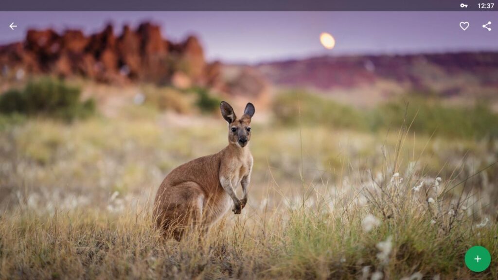 Kangaroo Wallpapers 2K for Android