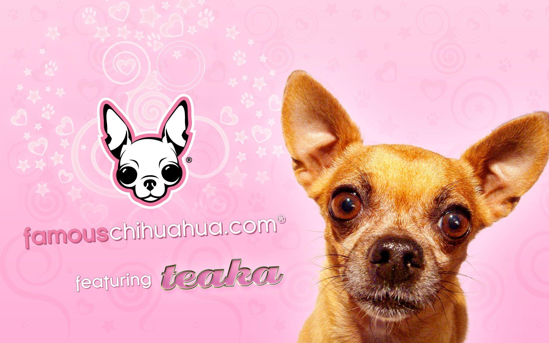 Download free famous chihuahua wallpapers