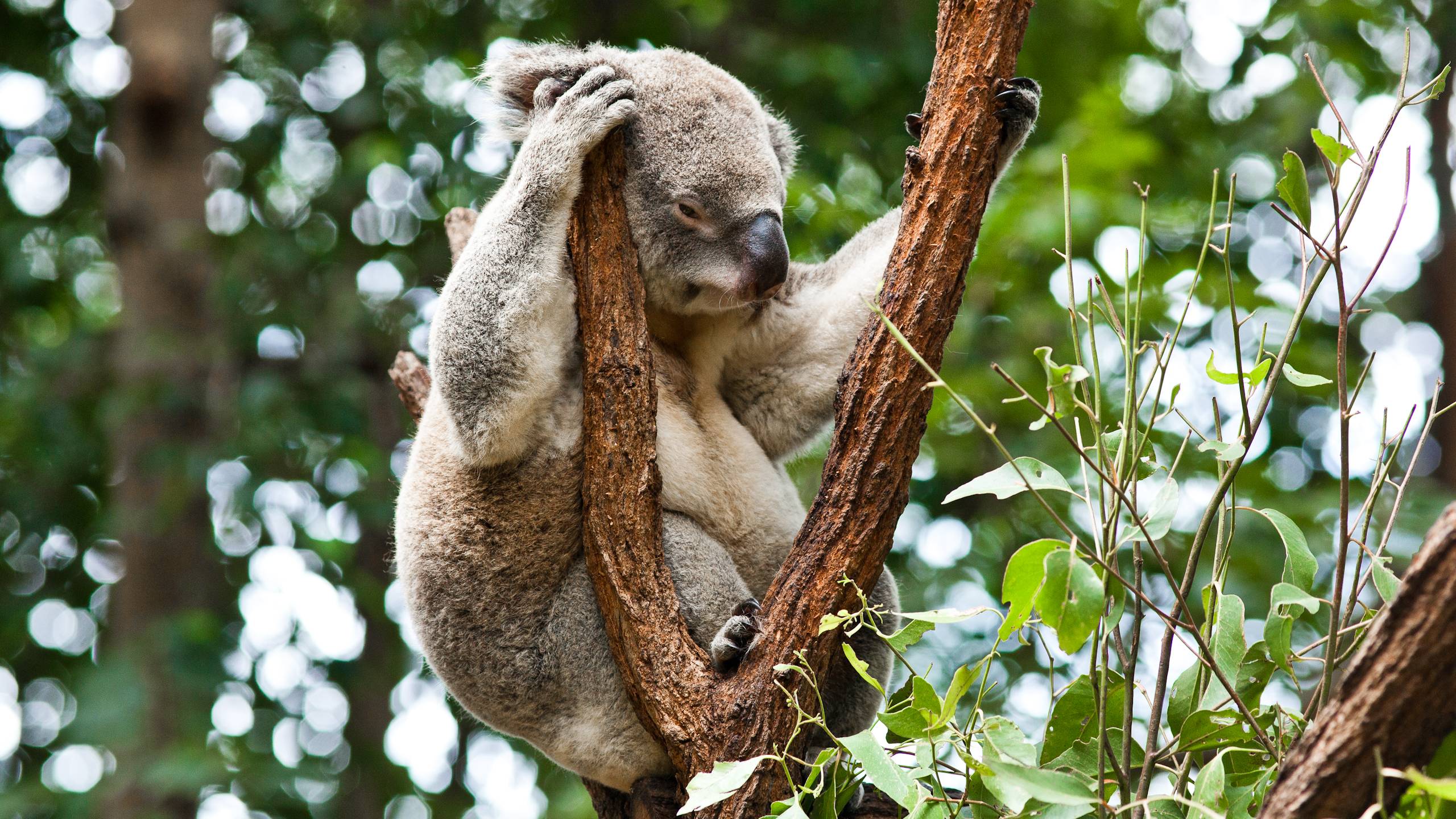 Download Koala Wallpapers  High Resolution