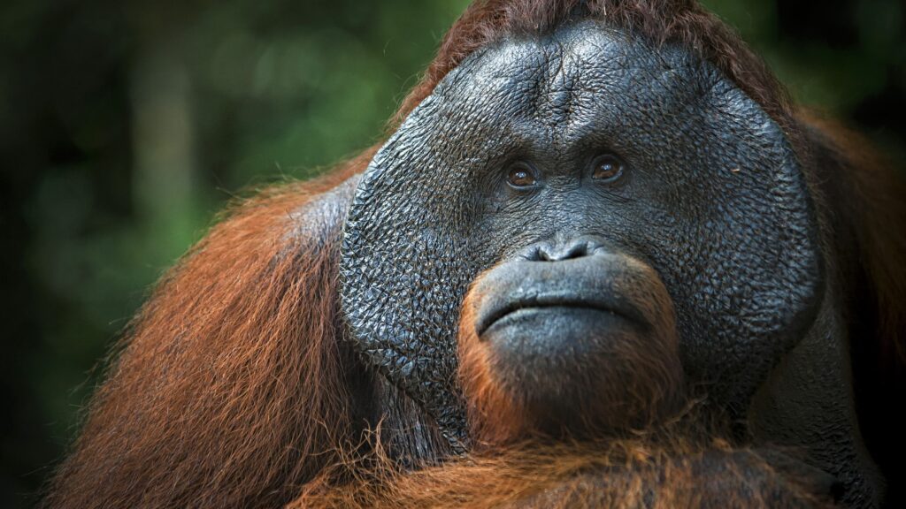 Orangutan UHD K Wallpapers