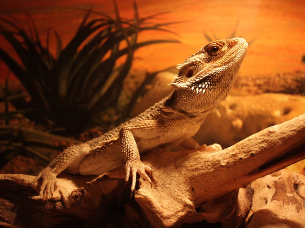 Beautiful Lizard On The Rock Wallpapers HD