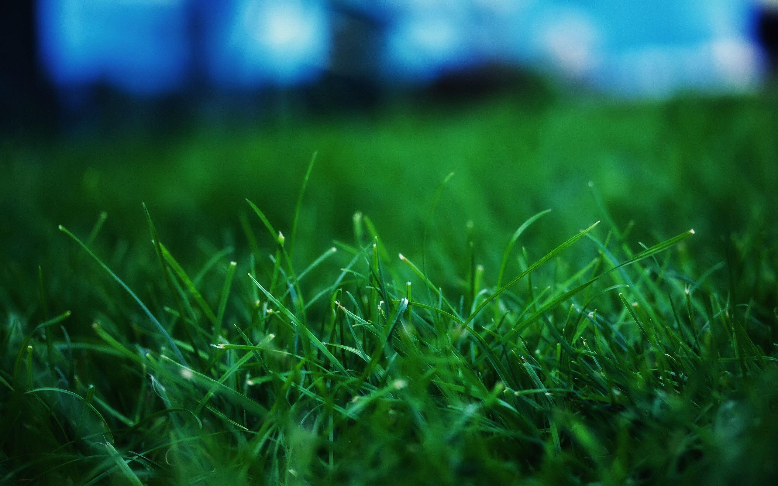 Grass wallpapers