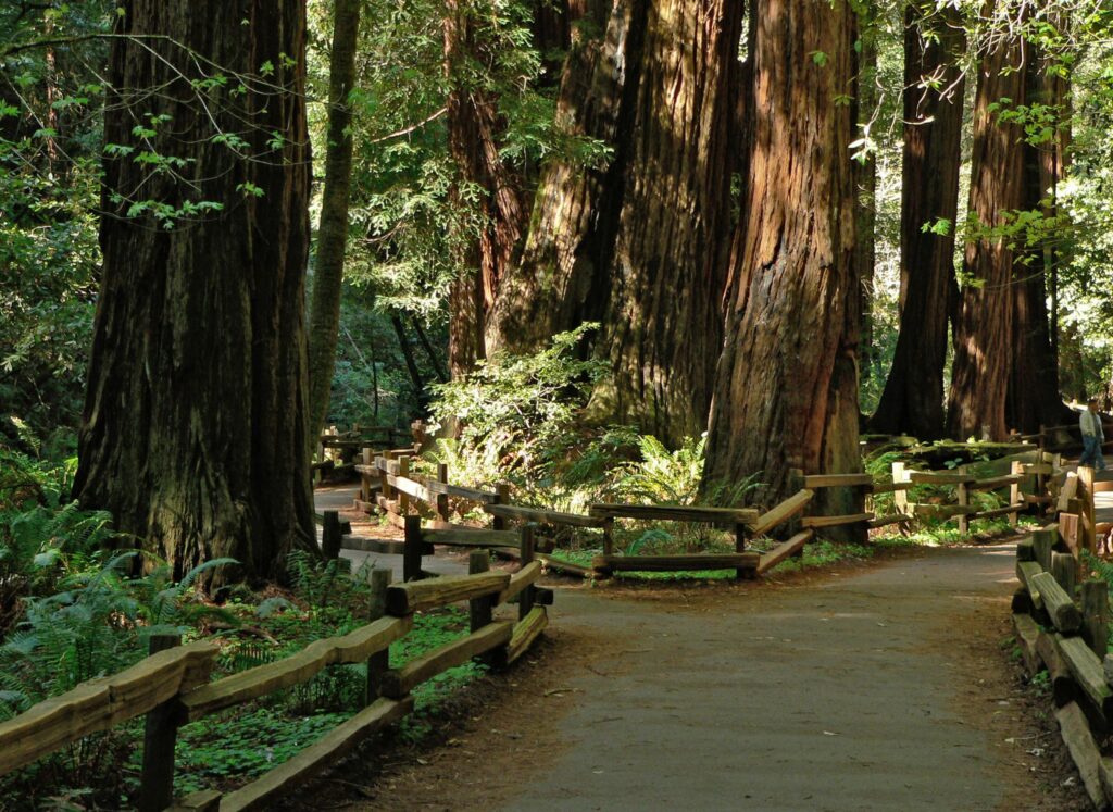 FileMuir Woods National Monument K