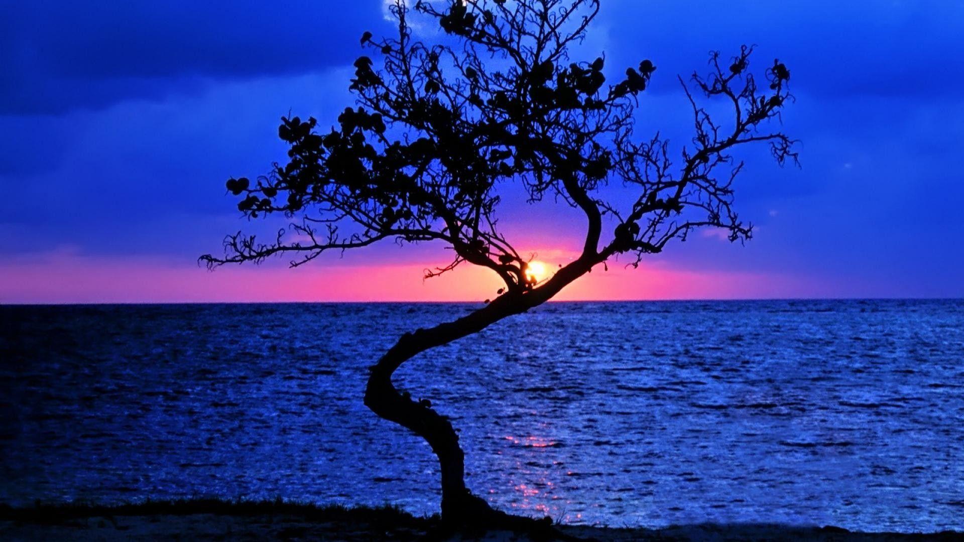 Sunsets Wonderful Sunset Lonely Tree Beautiful Belize Horizon