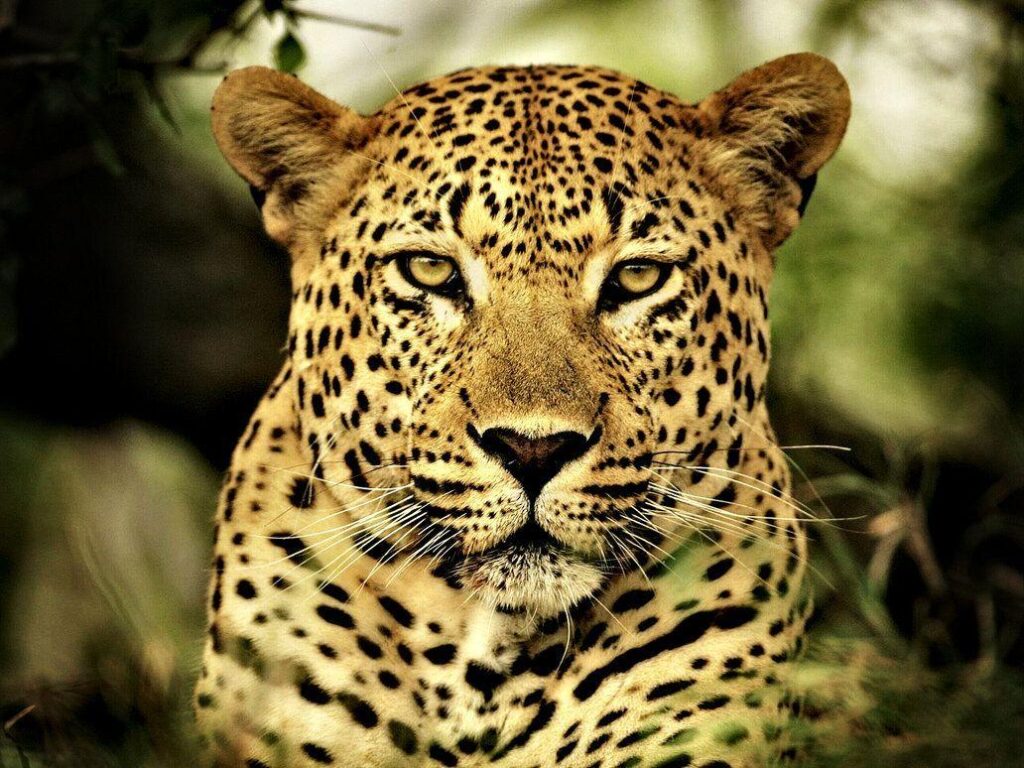 Animal Leopard Wallpapers