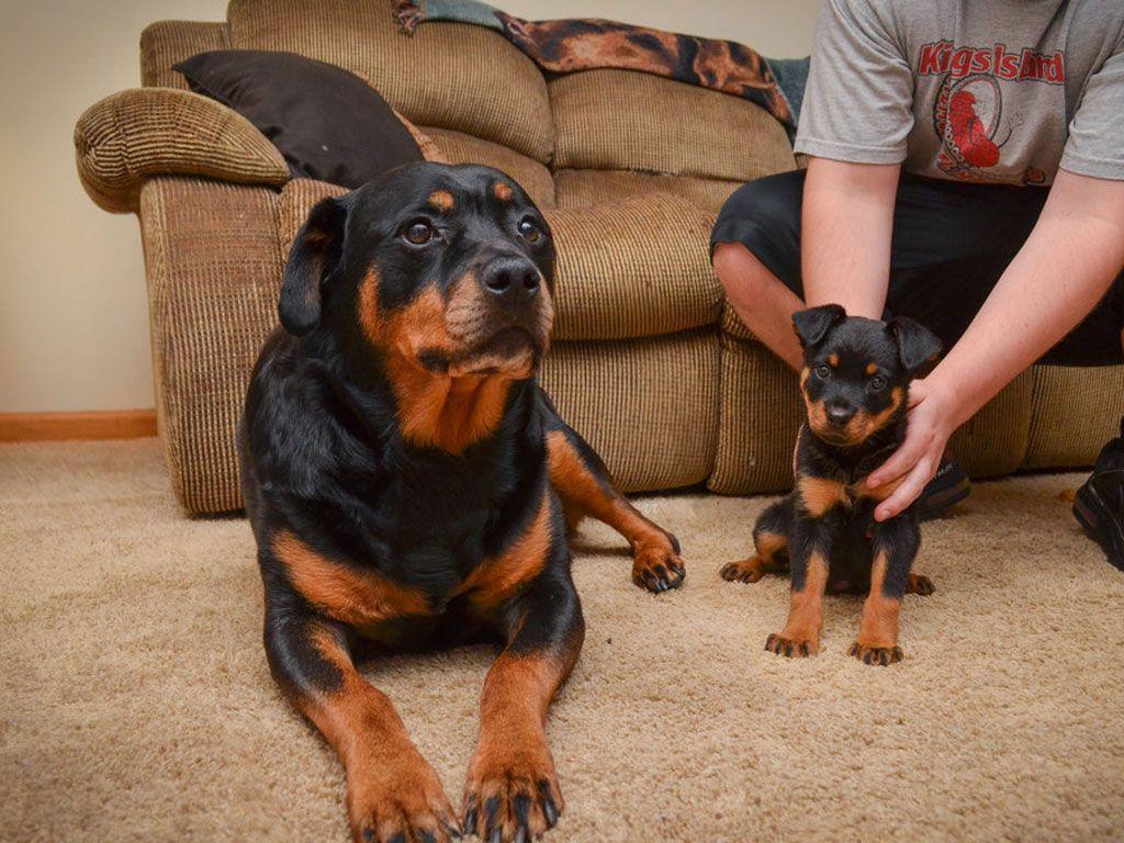 Mother and baby of rottweiler wallpapers