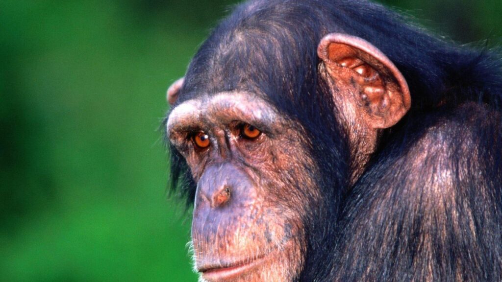 Sad monkey chimpanzee wallpapers and Wallpaper