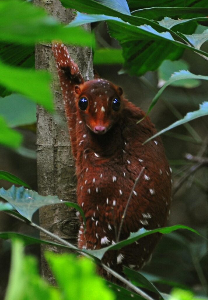The Sunda flying lemur is not a lemur and does not fly It’s