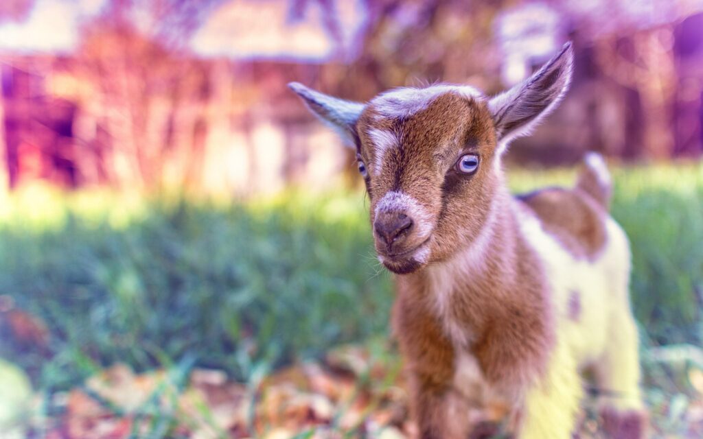Goat Wallpapers High Quality Animals Wallpapers