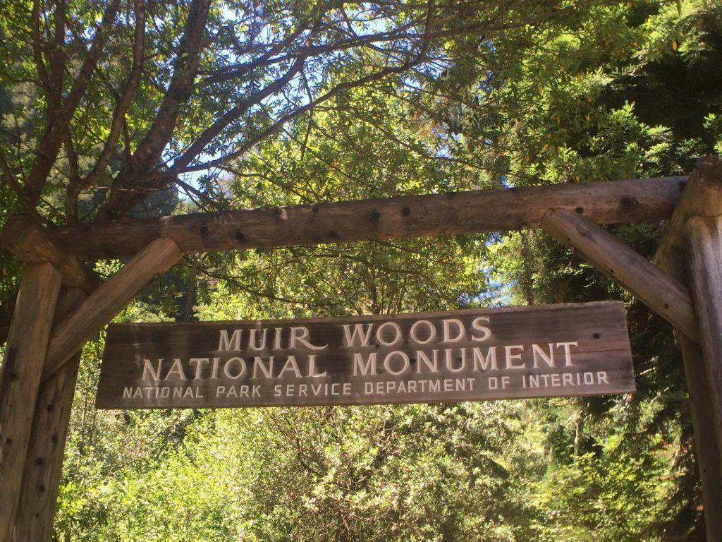 Visiting the tallest living things Muir woods with kids
