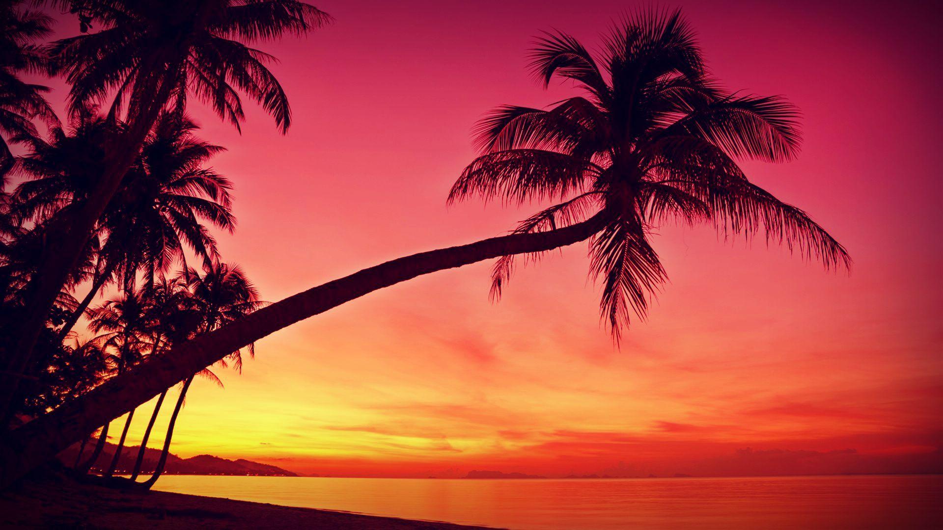 HD Tropical, Sunset, Palm Trees, Silhouette, Beach Wallpapers