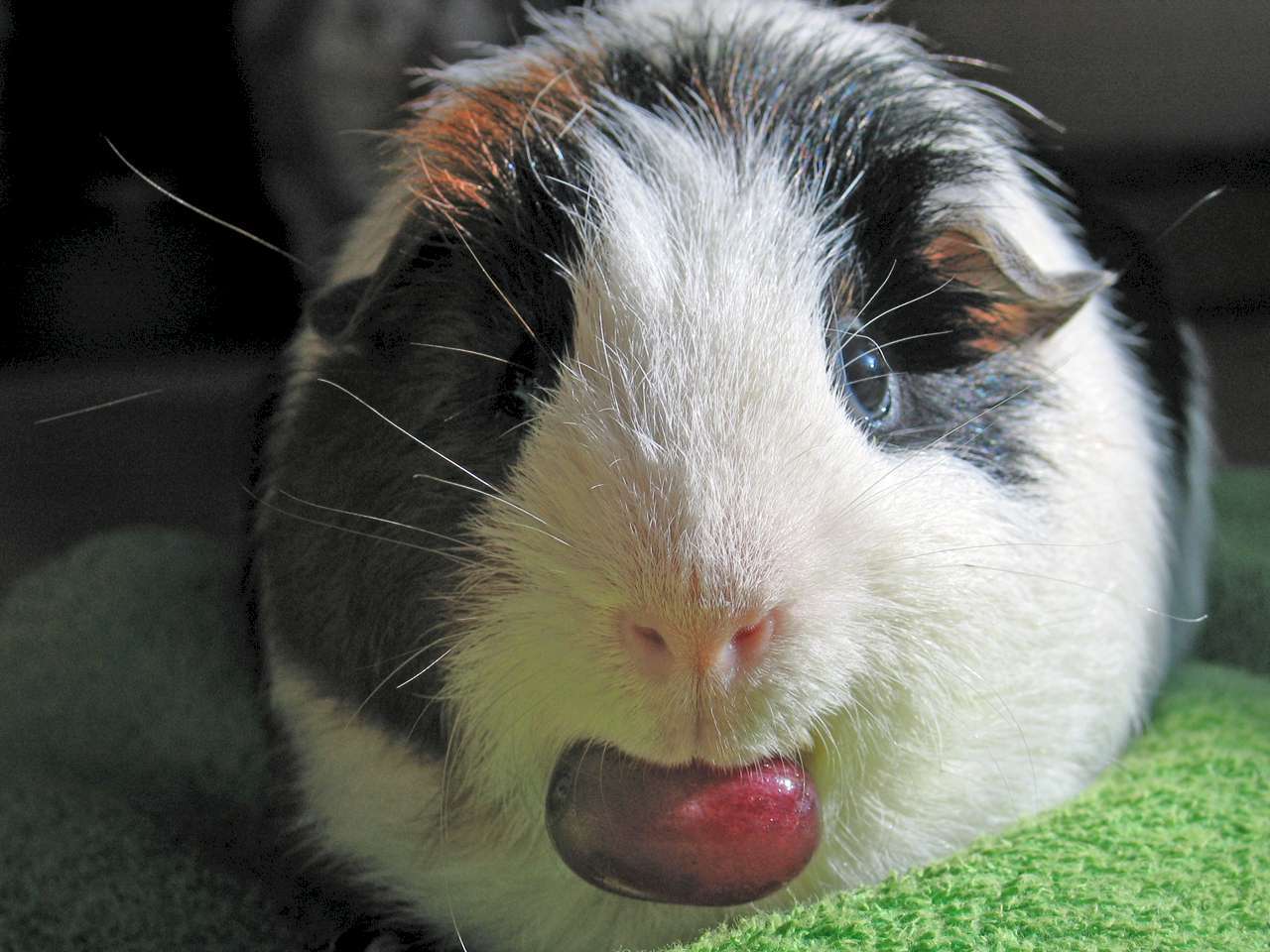 Guinea pigs wallpapers hd