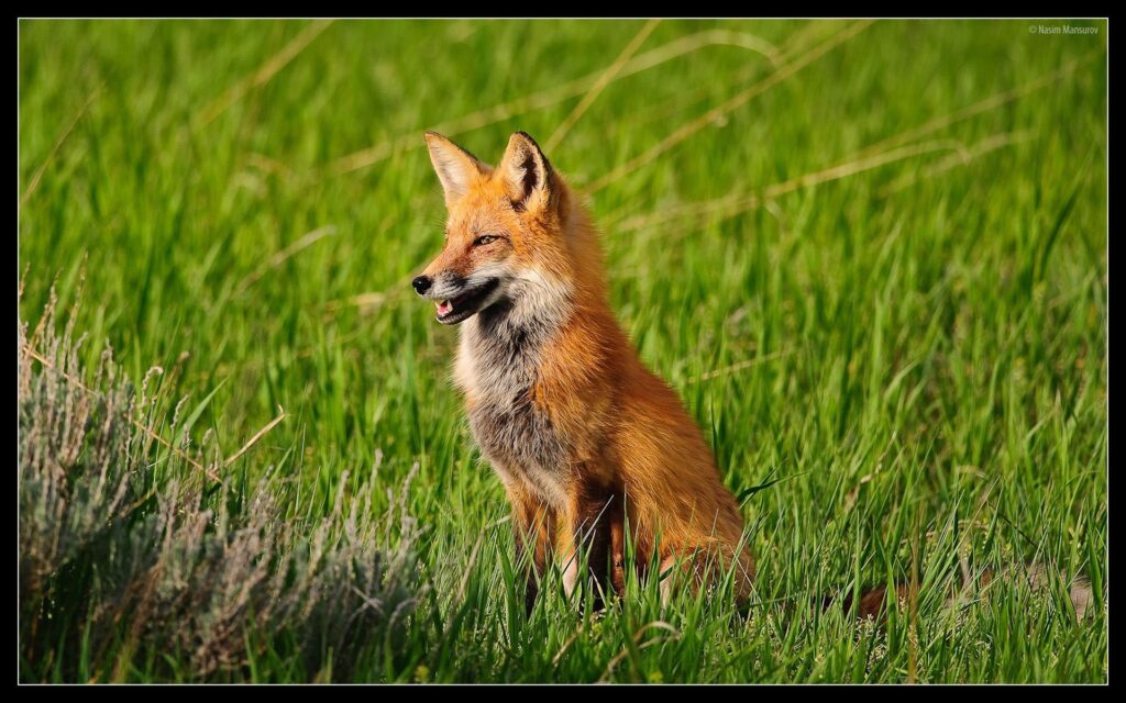 Animals For – Cute Red Fox Wallpapers