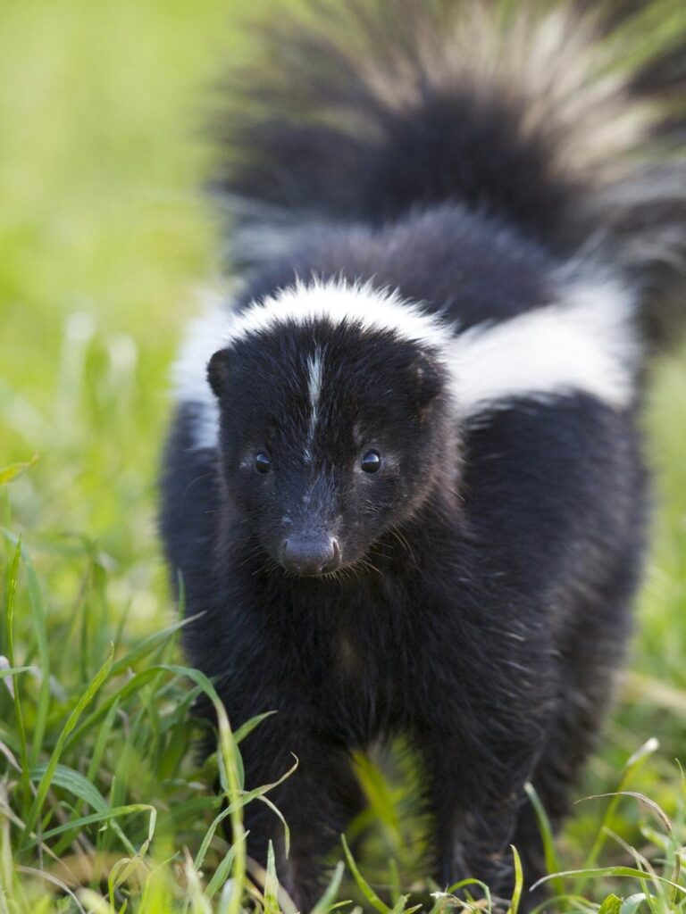 Skunk Pictures