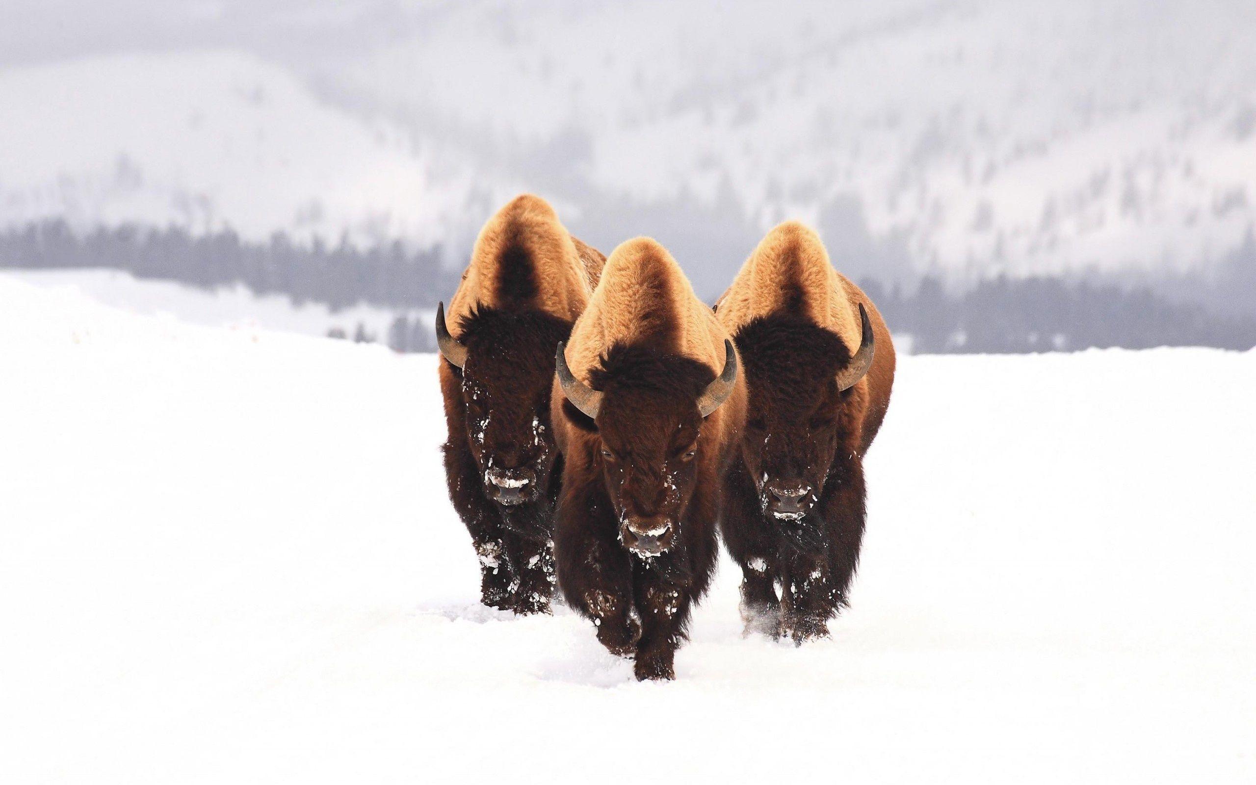 Wallpaper For – American Bison Wallpapers